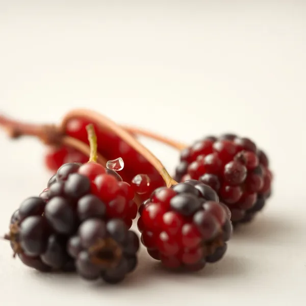 Hackberry Americano