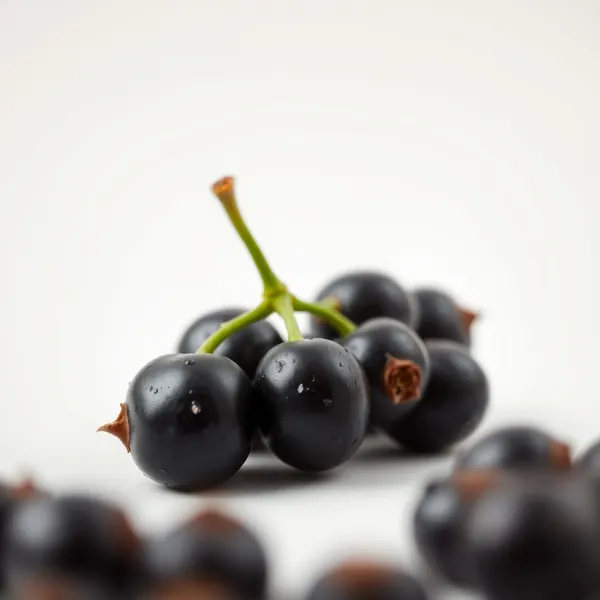 Ribes nero