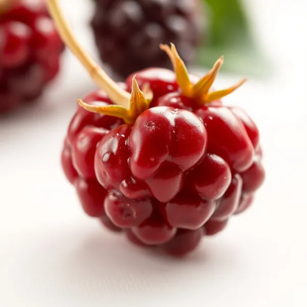Bunchberry
