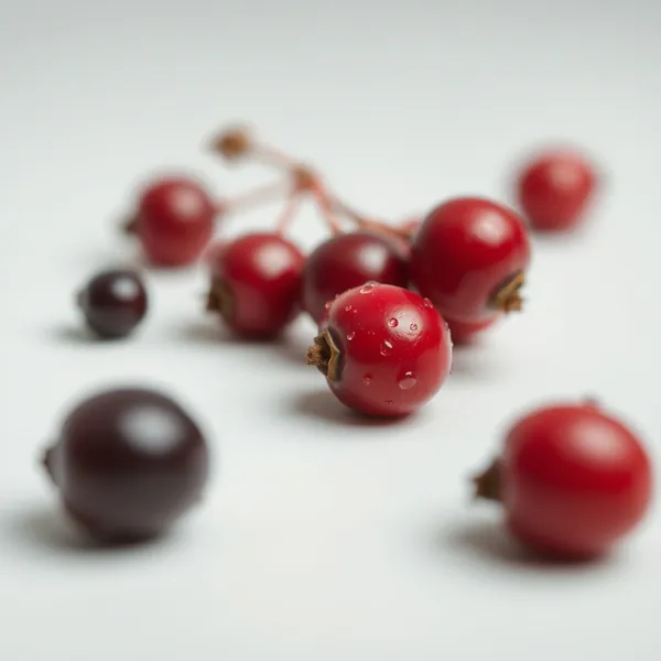 Canadian Red Elderberry