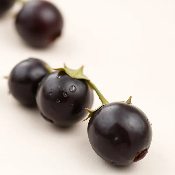 Aronia Purpurea