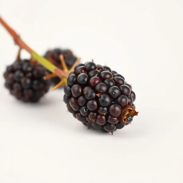 Spiny Hackberry